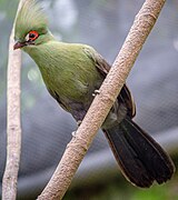 Guinea turaco