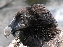 Gypaetus-barbatus-bearded-vulture-0b.jpg