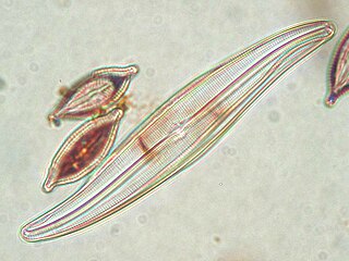 <i>Gyrosigma</i> Genus of algae