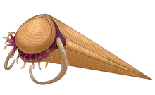 Reconstruction of Haplophrentis, hyolith with known soft tissue Haplophrentis.png