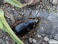 Harpalus latus (Linnaeus, 1758)