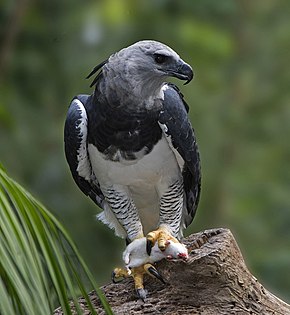 L'aigle féroce (harpia harpyja), le plus grand des aigles sur terre.