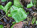 Shade leaves