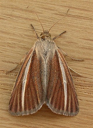 <i>Heliocheilus cramboides</i> Species of moth