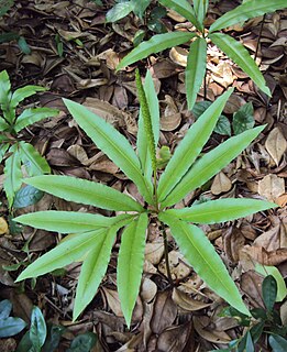 <i>Helminthostachys zeylanica</i> Species of fern