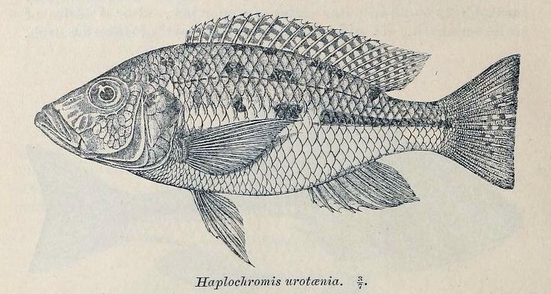 File:Hemitaeniochromis urotaenia2.jpg