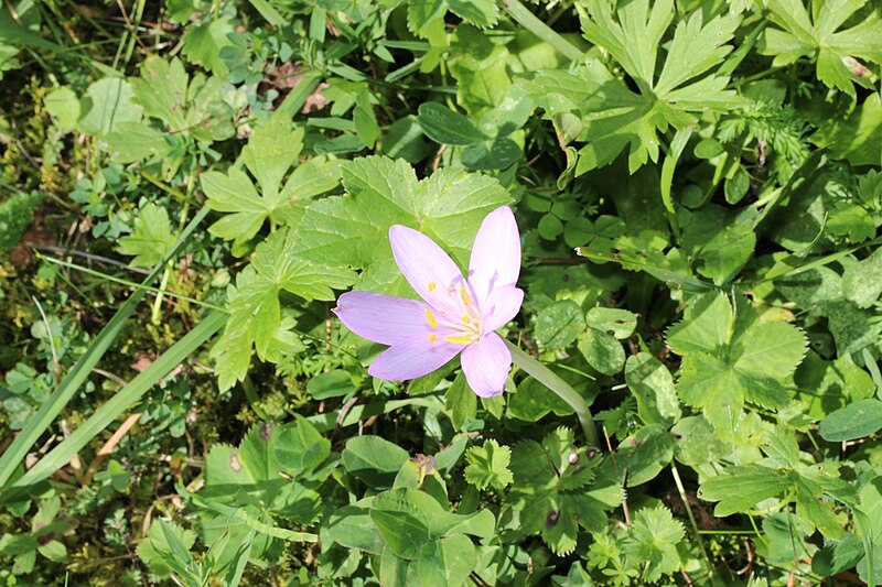 File:Herbstzeitlose (Colchicum autumnale) 2.jpg