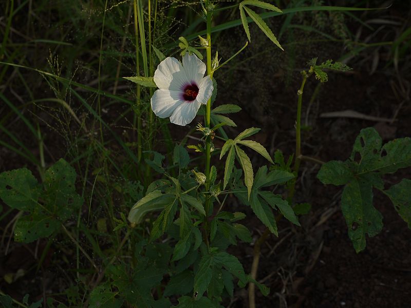 File:Hibiscus cannabinus (6309652513).jpg