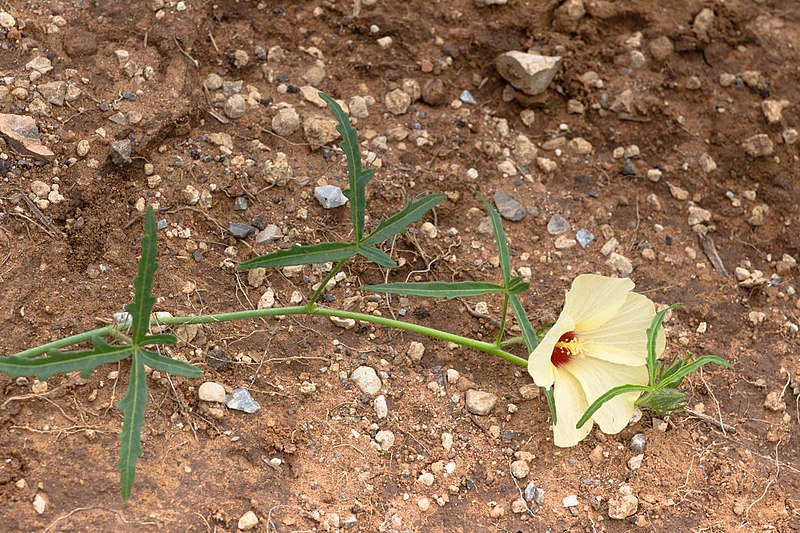 File:Hibiscus palmatus-2425 - Flickr - Ragnhild & Neil Crawford.jpg