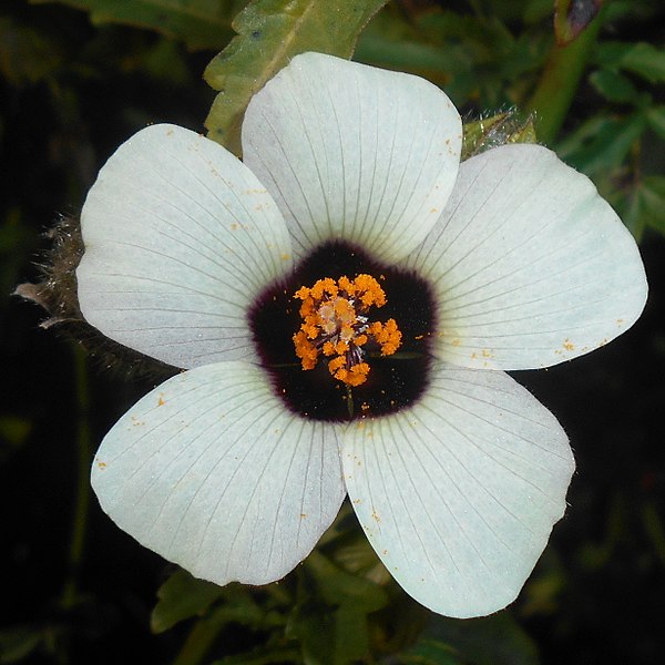 File:Hibiscus trionum 2017-09-28 5613.jpg