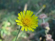 Hieracium sabaudum flower head.jpg 