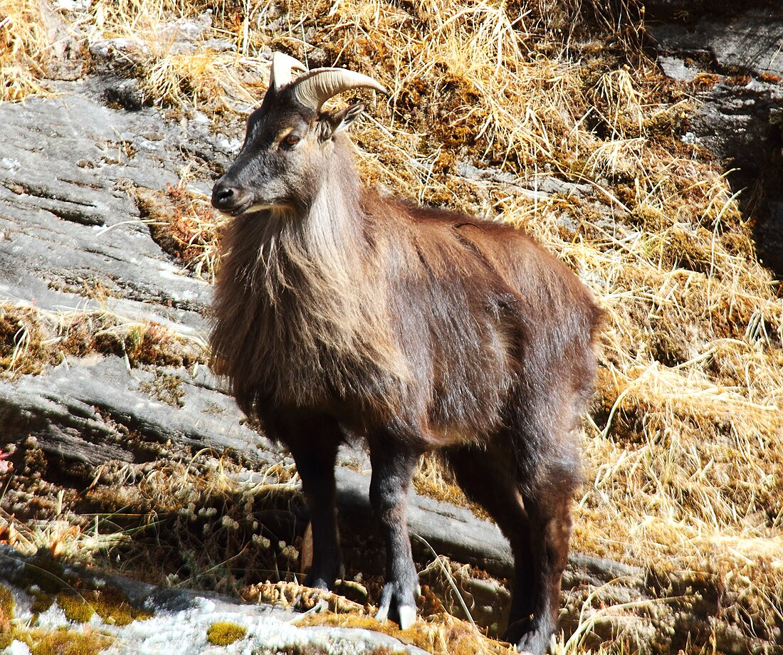 File:Himalayan Tahr (38515529045).jpg