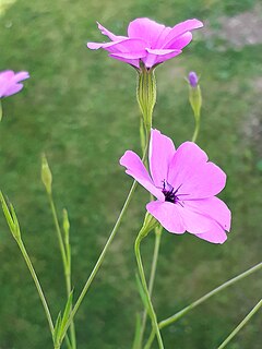 <i>Eudianthe coeli-rosa</i> Species of flowering plant in the carnation family Caryophyllaceae