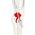 File:Hip bone - close-up - anterior view.png - Wikimedia Commons