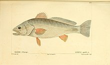 Histoire naturelle des poissons (Pl. 100) (7949992004).jpg