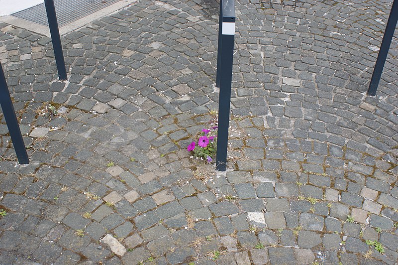 File:Hohenems-wild Petunia-near the natural monument Ginkgo biloba-01ASD.jpg