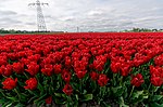 Miniatuur voor Bestand:Hollands Kroon - 't Veld - Rijdersstraat - Panorama View on Tulips 13.jpg