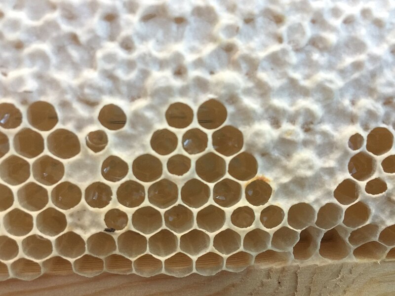 File:Honey comb with capped honey.jpg