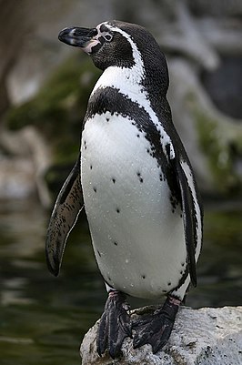 Humboldtpinguïn - Wikipedia