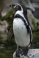 Humboldt-Pinguin.jpg