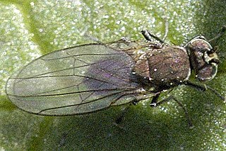 Hydrelliinae Subfamily of flies