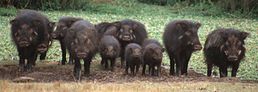 Група великих лісових свиней