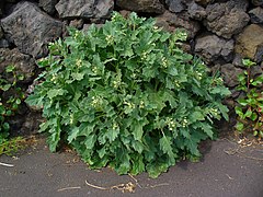 Hyoscyamus albus (White Henbane), Habitus