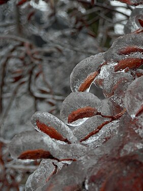 Unidentified Plant Covered in Ice