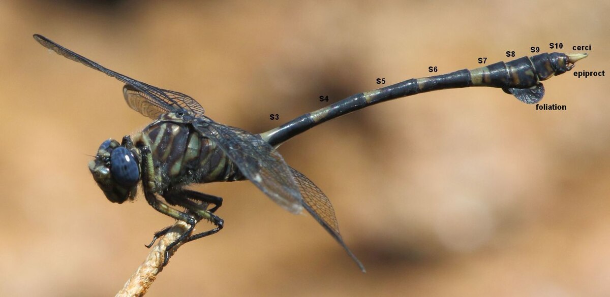 Male dragonfly (Ictinogomphus ferox) showing abdomen with annotated segments 3-10 (S3-S10), appendages and foliations Ictinogomphus ferox 2016 02 14 annotated abdomen.jpg