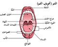 Mouth (oral cavity)