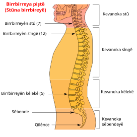 Birrbirreya Piştê: Anatomiya Birrbirreyê, Beşên birrbirreya piştê, Kevanokên birrbirreya piştê