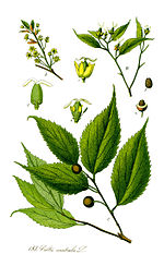 Miniatura para Celtis australis