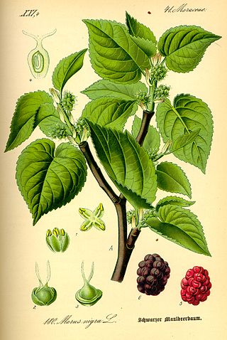 <i>Morus nigra</i> Species of tree