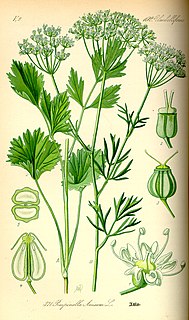 Die Bibernellen (Pimpinella), 