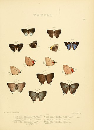 <i>Ocaria</i> Butterfly genus in family Lycaenidae