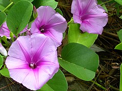 Ipomoea pes-caprae2.jpg