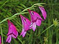 Iridaceae - Gladiolus palustris-3.JPG