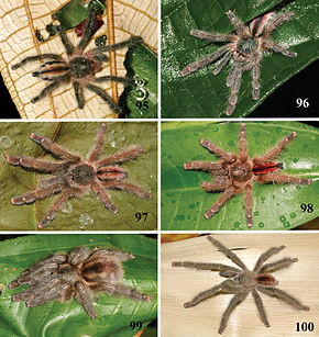 Iridopelma hirsutum görüntüsünün açıklaması - ZooKeys-230-001-g018.jpeg.