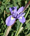 Iris sisyrinchium