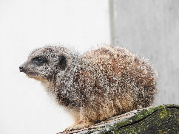 English: Animals in Ishikawa Zoo