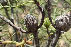 Isopogon villosus fruit.jpg