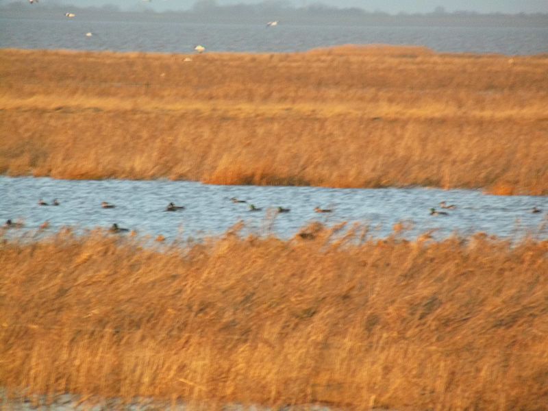 File:Jadebusen, Schwimmendes Moor bei Sehestedt, Blick aus der Beobachtungshütte.jpg