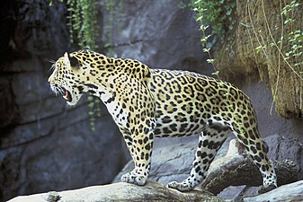 Jaguar (Panthera onca)