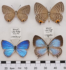 Jamides caerulea