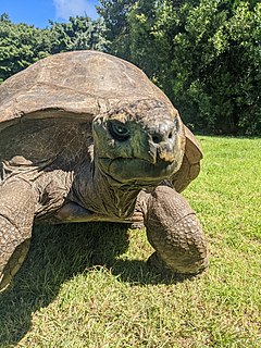 Jonathan (tortoise) Giant tortoise, hatched circa 1832