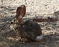 Joshua Tree National Park - rabbit