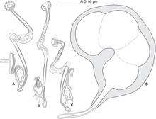 Jurnal.roti manis.0171392.g010 - Pseudorhabdosynochus dolicocolpos dari Mycteroperca costae.png