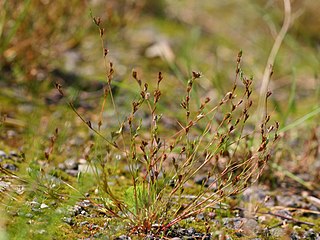 <i>Juncus ranarius</i> Species of grass