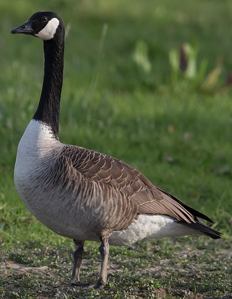 File:Kanadagans Branta canadensis (cropped).jpg