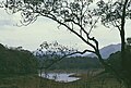 Periyar